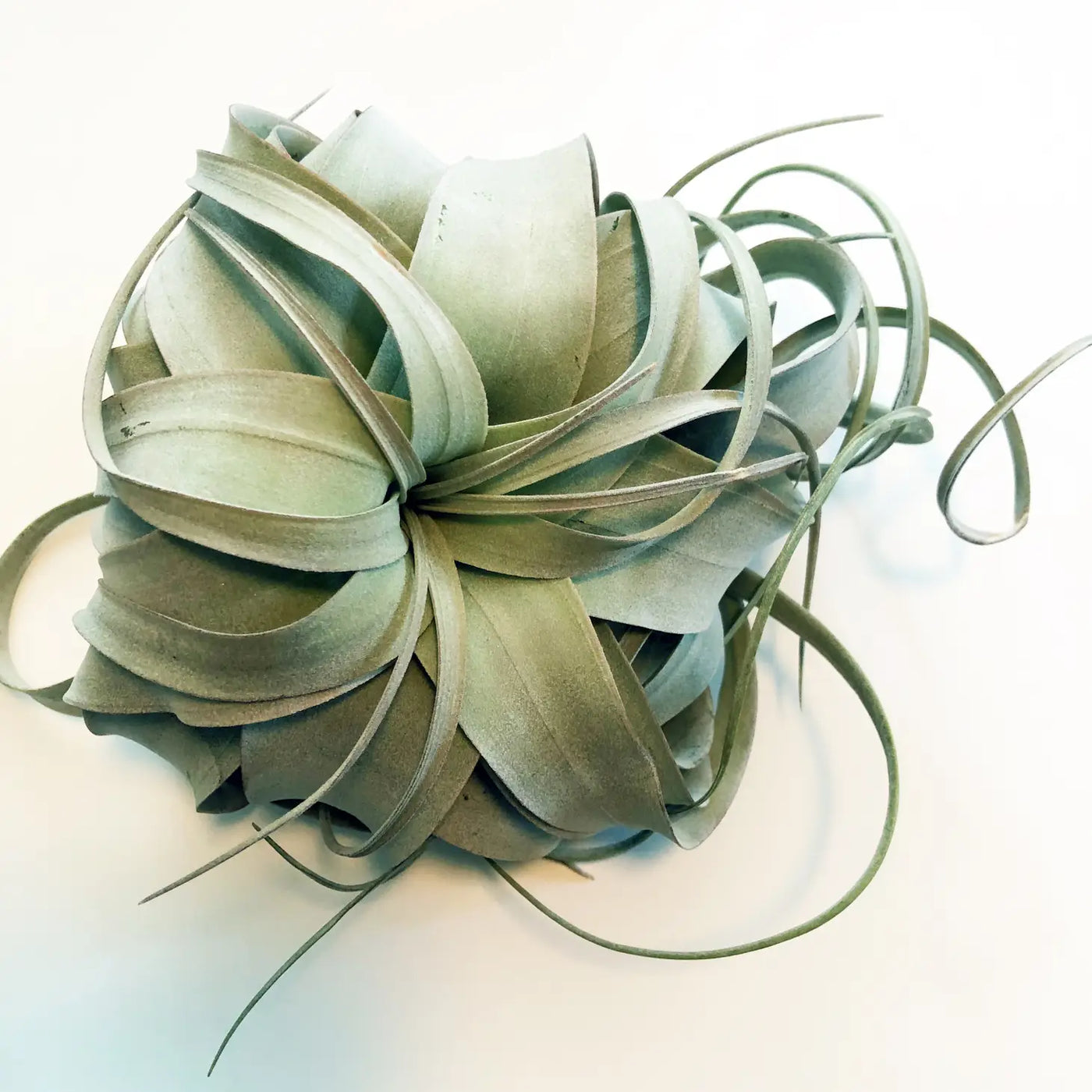 Air Plants